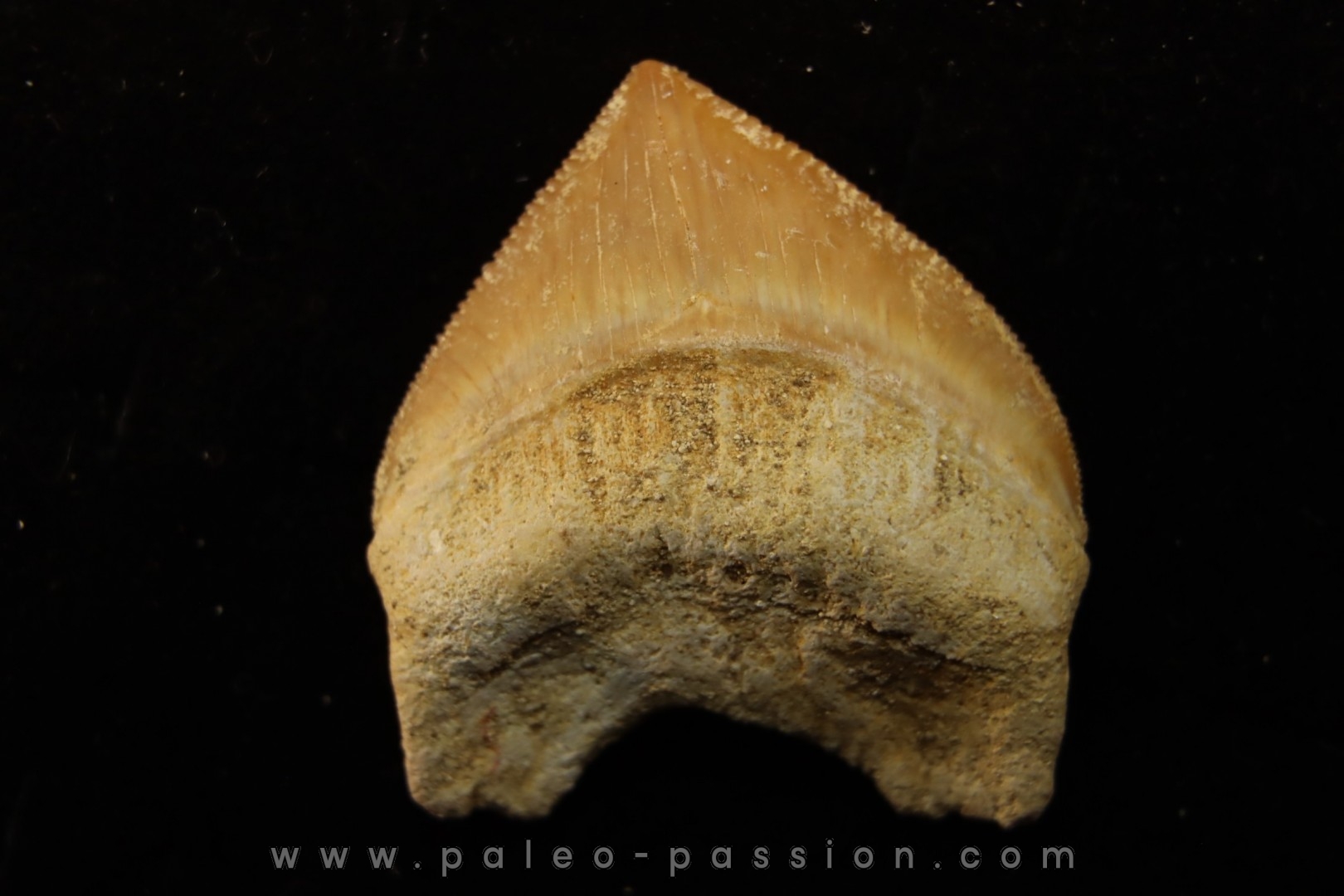 shark tooth: SQUALICORAX PRISTODONTUS - Maastrichtian - Oued Zem, Khouribga, Morocco