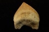 shark tooth: SQUALICORAX PRISTODONTUS - Maastrichtian - Oued Zem, Khouribga, Morocco