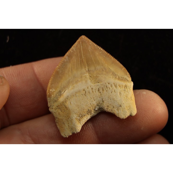 shark tooth: SQUALICORAX PRISTODONTUS - Maastrichtian - Oued Zem, Khouribga, Morocco