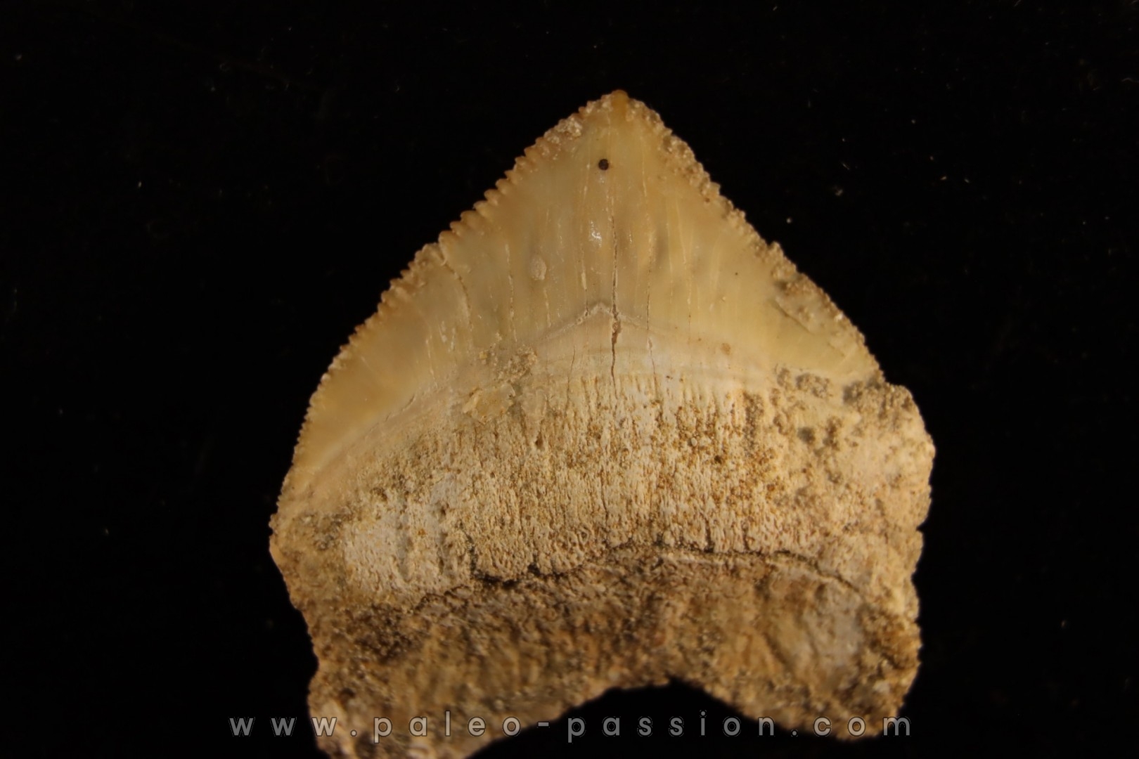 shark tooth: SQUALICORAX PRISTODONTUS - Maastrichtian - Oued Zem, Khouribga, Morocco