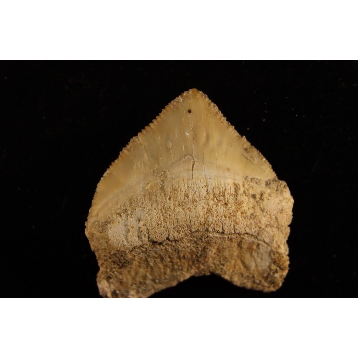 shark tooth: SQUALICORAX PRISTODONTUS - Maastrichtian - Oued Zem, Khouribga, Morocco