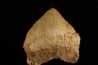 shark tooth: SQUALICORAX PRISTODONTUS - Maastrichtian - Oued Zem, Khouribga, Morocco