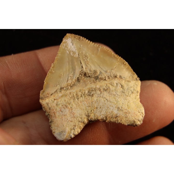 shark tooth: SQUALICORAX PRISTODONTUS - Maastrichtian - Oued Zem, Khouribga, Morocco