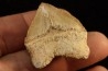 shark tooth: SQUALICORAX PRISTODONTUS - Maastrichtian - Oued Zem, Khouribga, Morocco