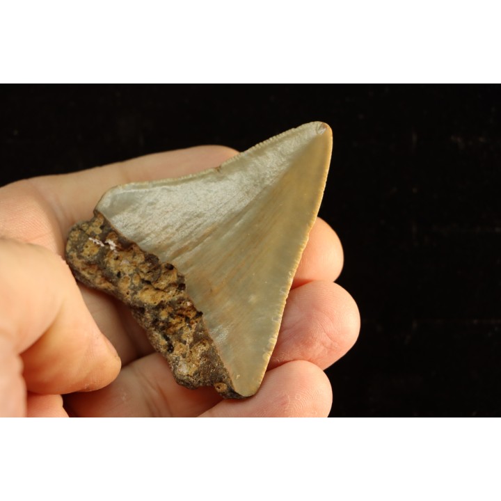 shark teeth: CARCHARODON MEGALODON