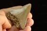 shark teeth: CARCHARODON MEGALODON