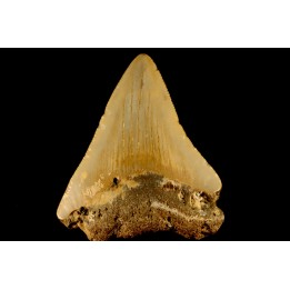 shark teeth: CARCHARODON MEGALODON
