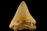 shark teeth: CARCHARODON MEGALODON