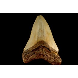 shark teeth: CARCHARODON MEGALODON