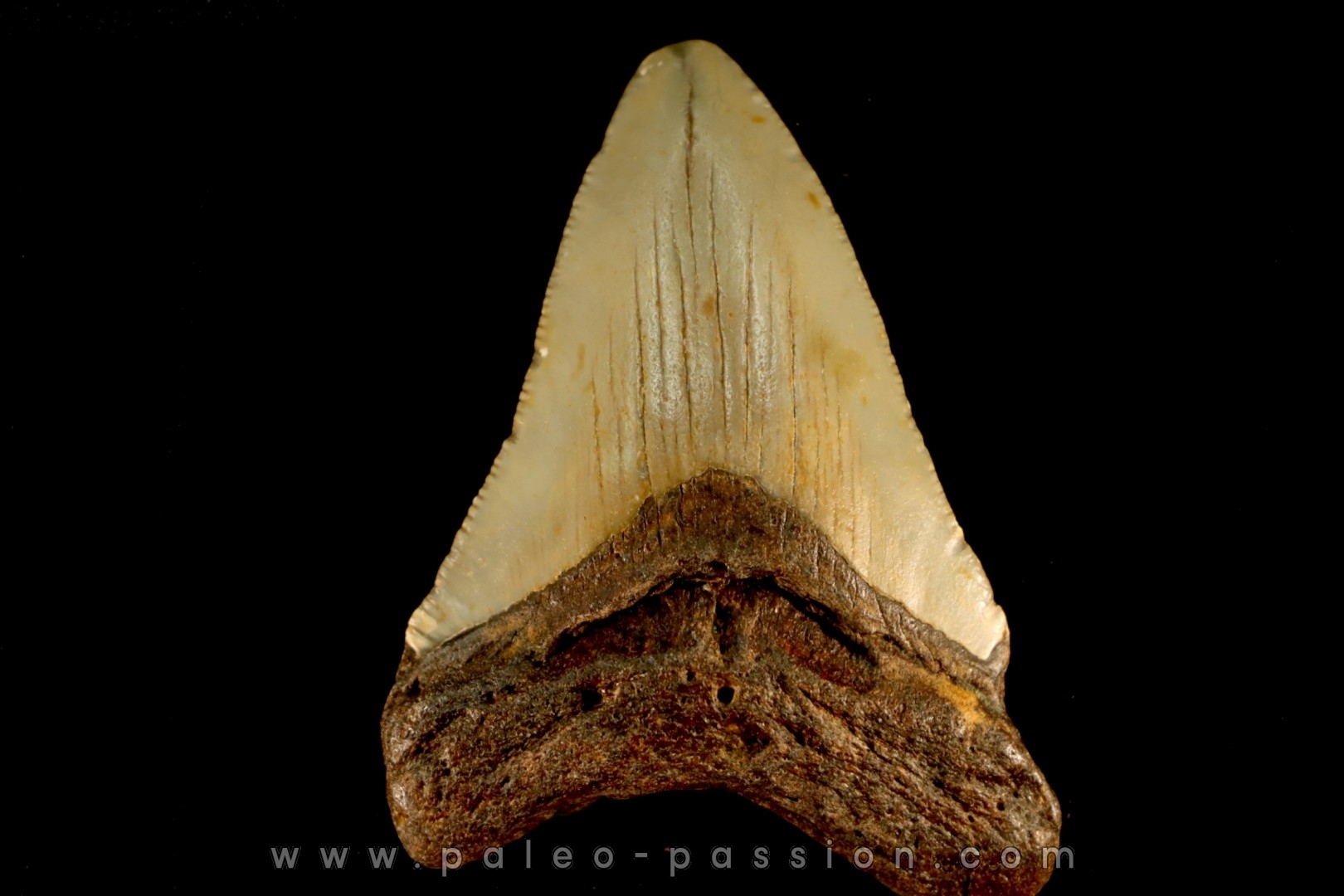 dent de requin: CARCHARODON MEGALODON