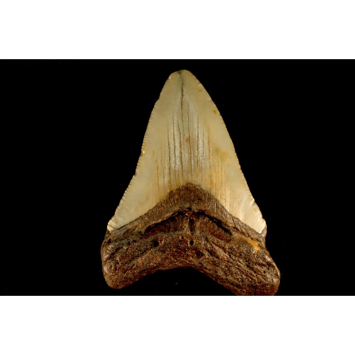 shark teeth: CARCHARODON MEGALODON