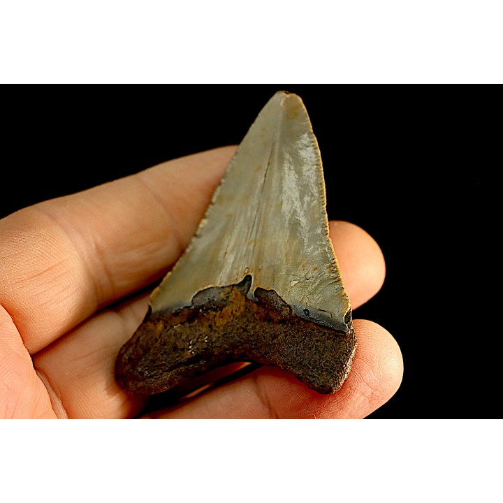 shark teeth: CARCHARODON MEGALODON