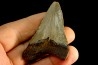 dent de requin: CARCHARODON MEGALODON