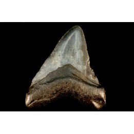 dent de requin: CARCHARODON MEGALODON
