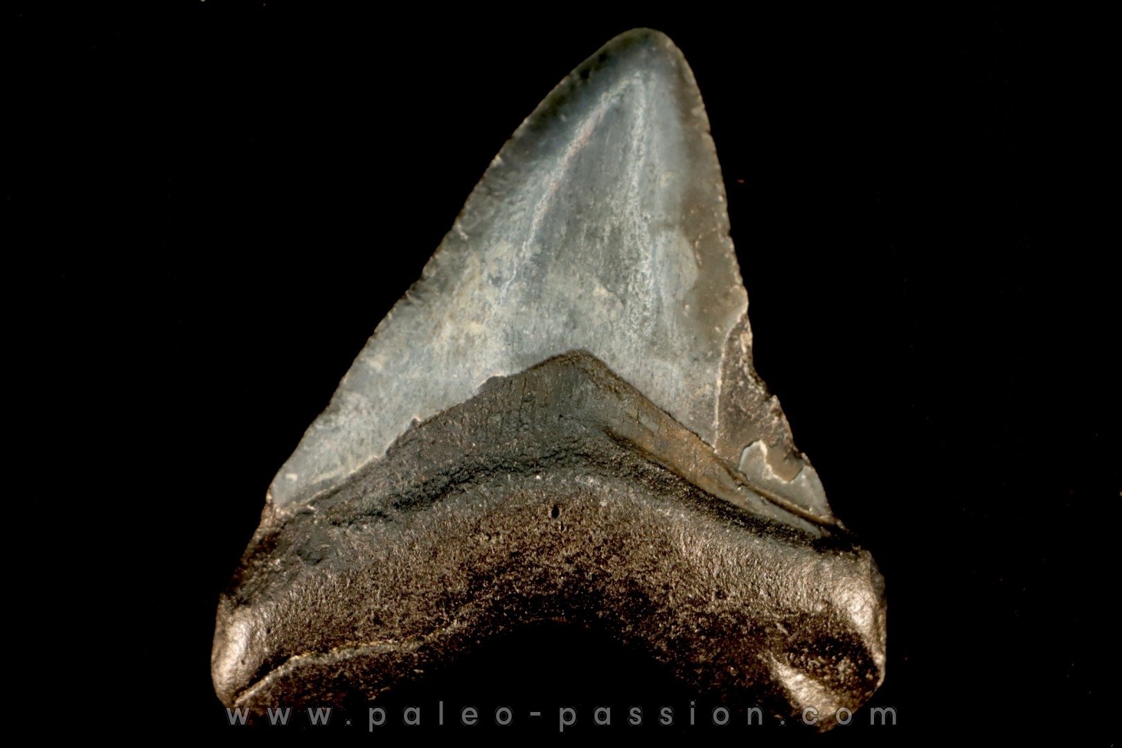 shark teeth: CARCHARODON MEGALODON