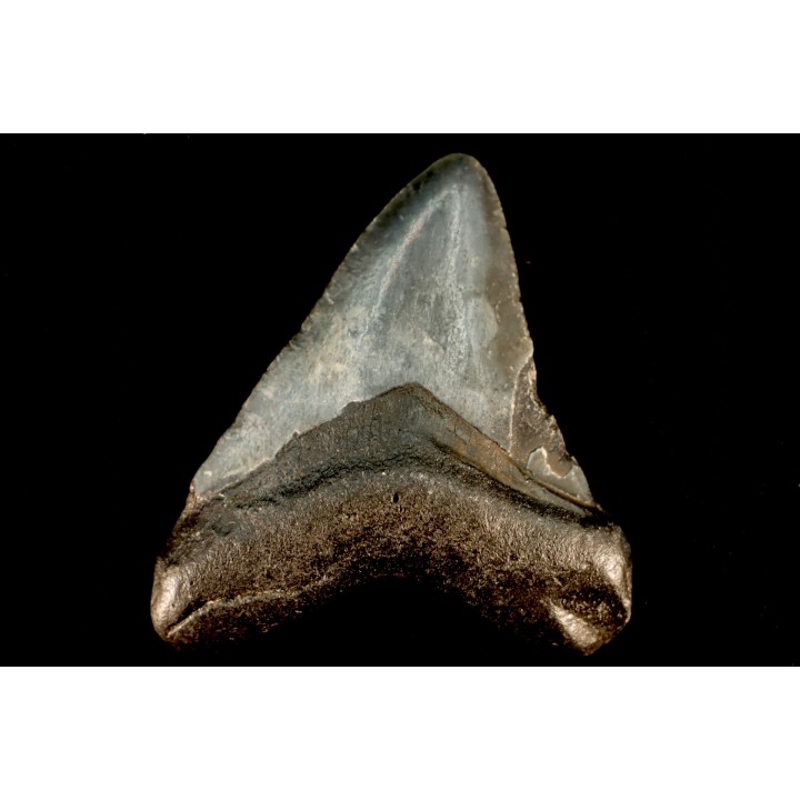 shark teeth: CARCHARODON MEGALODON