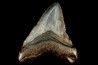 shark teeth: CARCHARODON MEGALODON