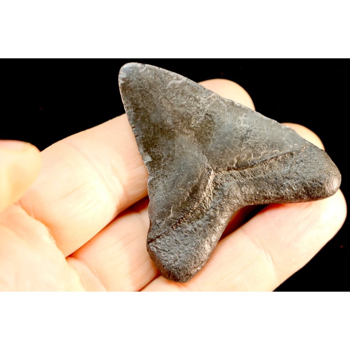 shark teeth: CARCHARODON MEGALODON