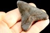 shark teeth: CARCHARODON MEGALODON