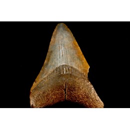 shark teeth: CARCHARODON MEGALODON