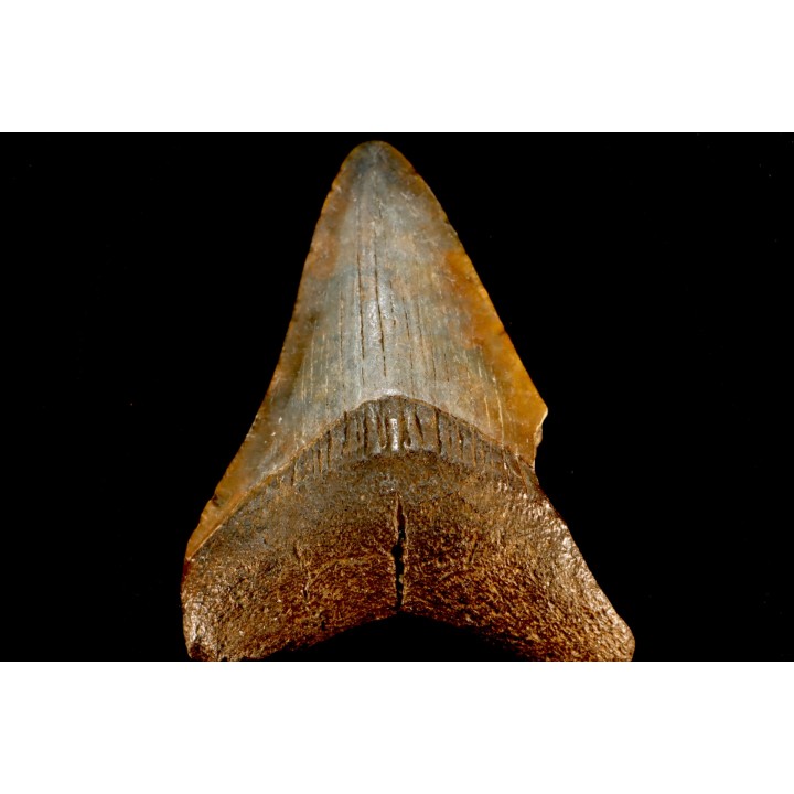 dent de requin: CARCHARODON MEGALODON