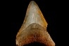 shark teeth: CARCHARODON MEGALODON