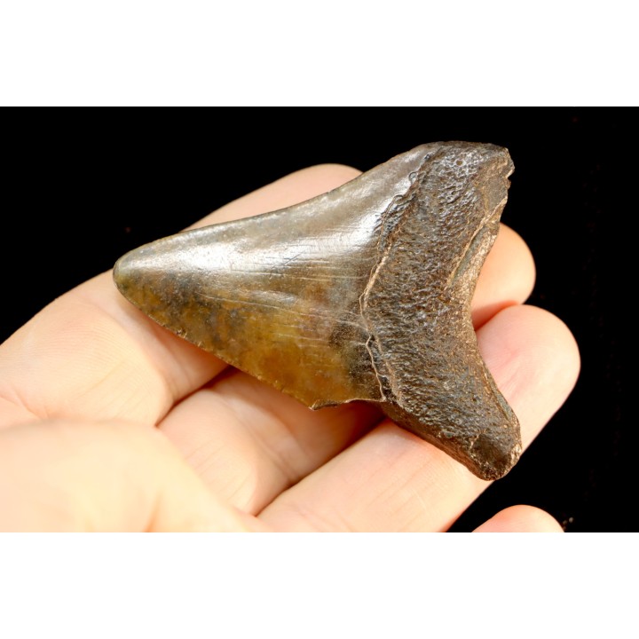 shark teeth: CARCHARODON MEGALODON