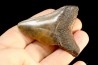 dent de requin: CARCHARODON MEGALODON