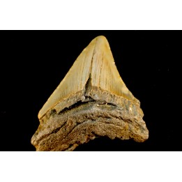 shark teeth: CARCHARODON MEGALODON