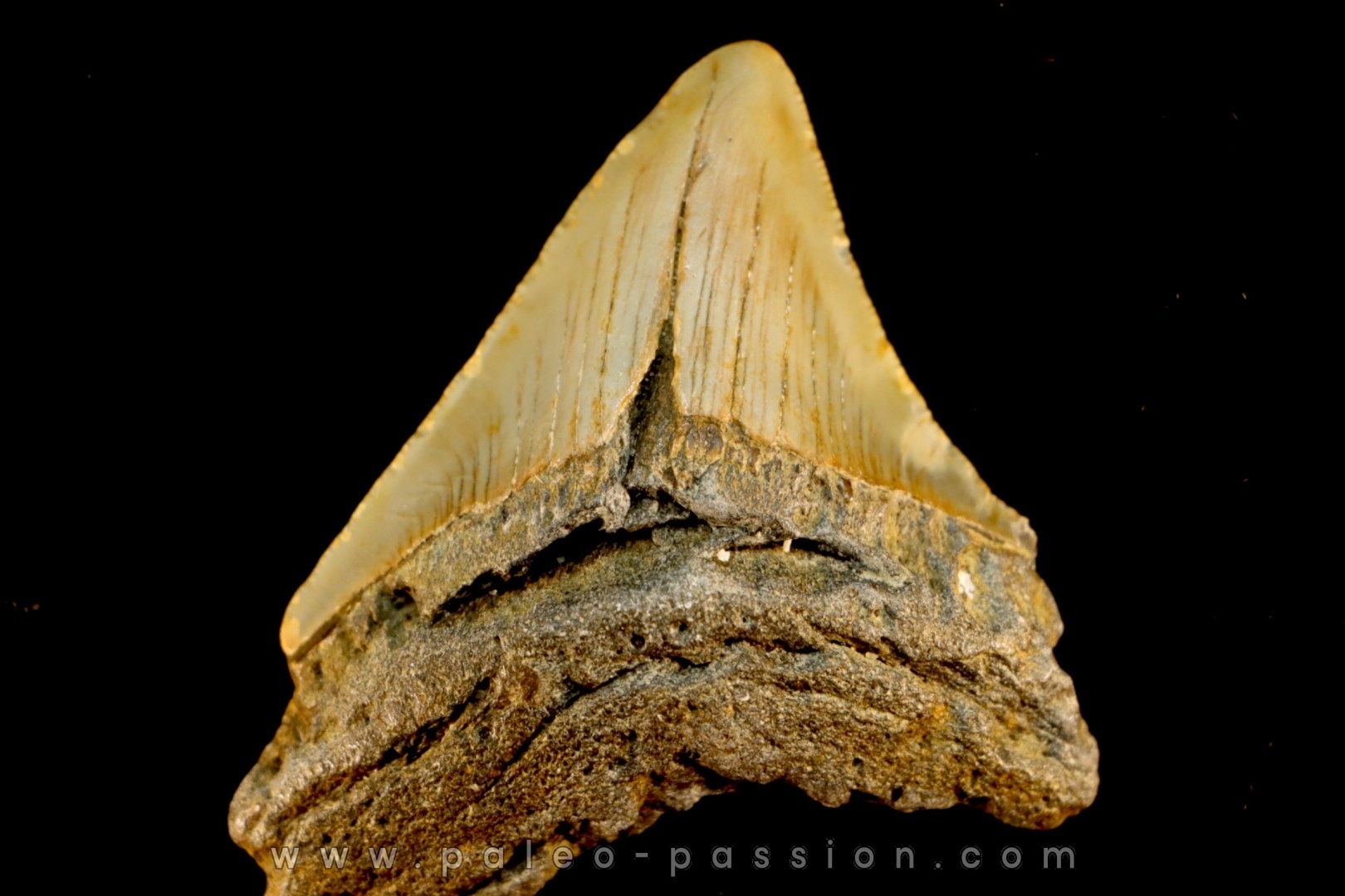 dent de requin: CARCHARODON MEGALODON