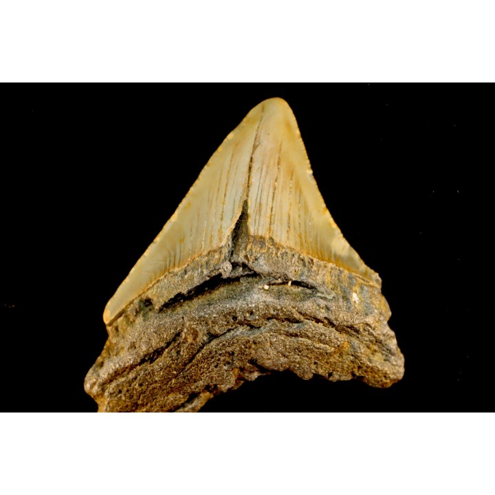 shark teeth: CARCHARODON MEGALODON
