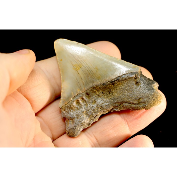 shark teeth: CARCHARODON MEGALODON