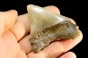 dent de requin: CARCHARODON MEGALODON