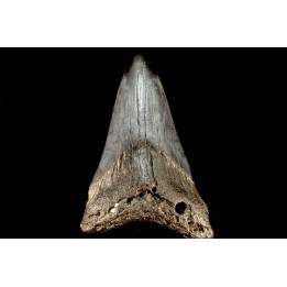 shark teeth: CARCHARODON MEGALODON
