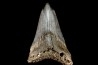 shark teeth: CARCHARODON MEGALODON