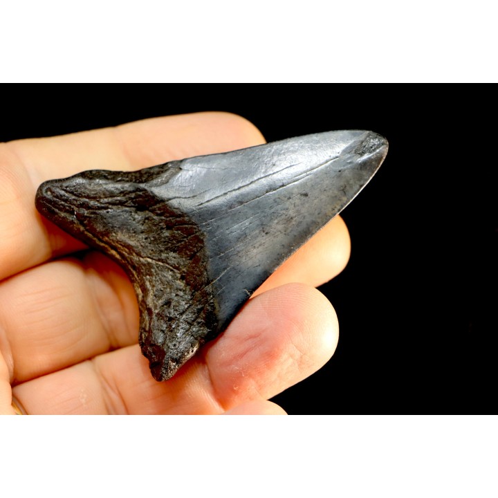 dent de requin: CARCHARODON MEGALODON