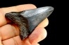 shark teeth: CARCHARODON MEGALODON