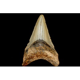 dent de requin: CARCHARODON MEGALODON