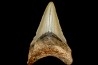 shark teeth: CARCHARODON MEGALODON