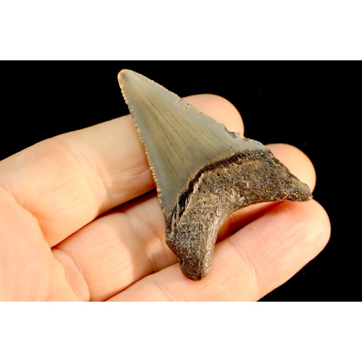 dent de requin: CARCHARODON MEGALODON