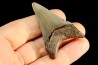 shark teeth: CARCHARODON MEGALODON