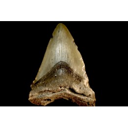 shark teeth: CARCHARODON MEGALODON