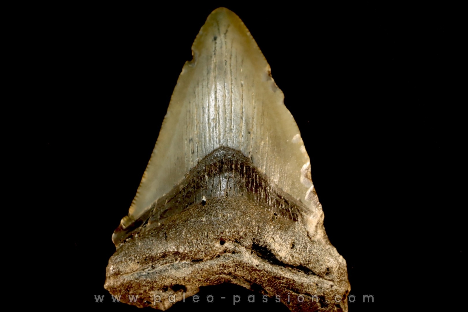 shark teeth: CARCHARODON MEGALODON