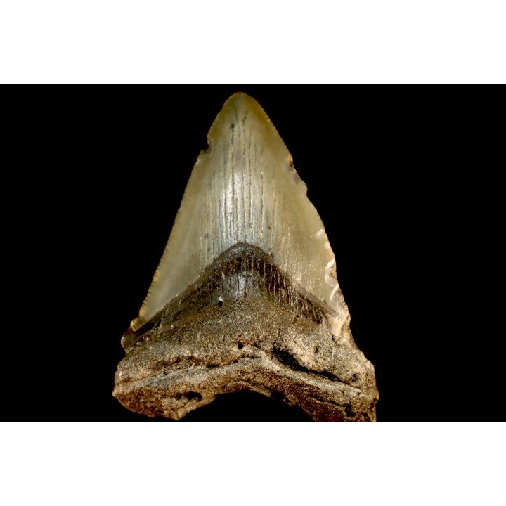 dent de requin: CARCHARODON MEGALODON
