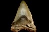 shark teeth: CARCHARODON MEGALODON