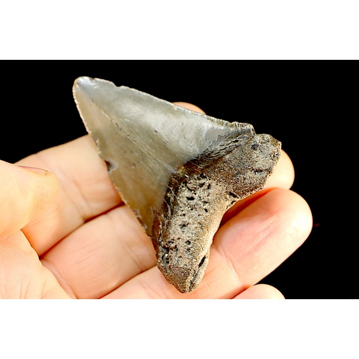 shark teeth: CARCHARODON MEGALODON