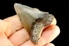 shark teeth: CARCHARODON MEGALODON