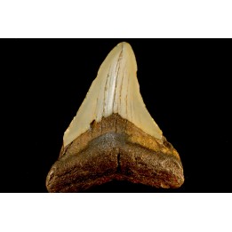 dent de requin: CARCHARODON MEGALODON