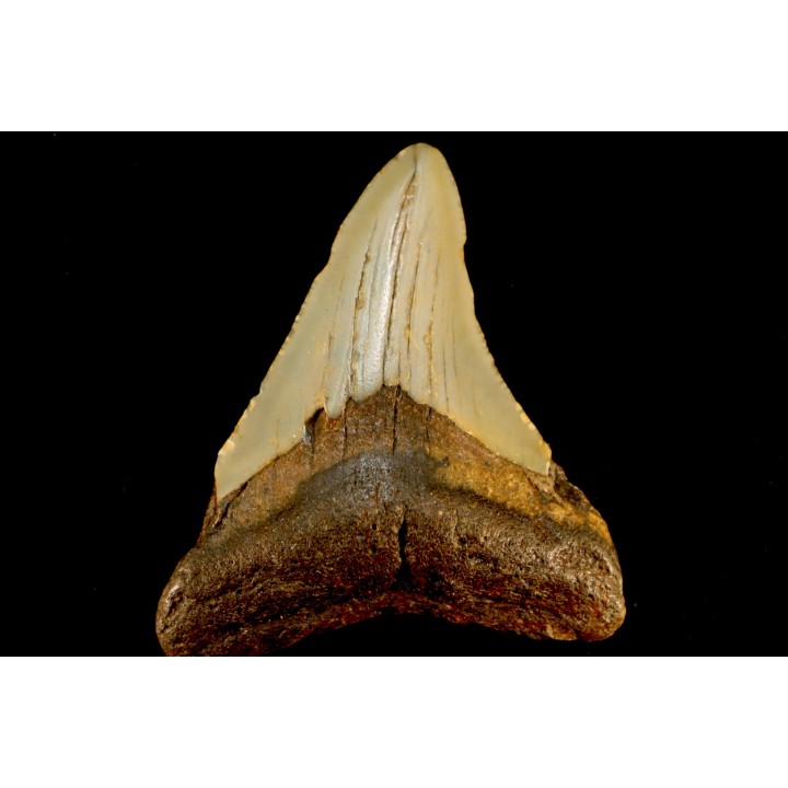 dent de requin: CARCHARODON MEGALODON
