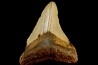 shark teeth: CARCHARODON MEGALODON